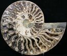 Choffaticeras Ammonite With Deep Crystal Pockets #29154-1